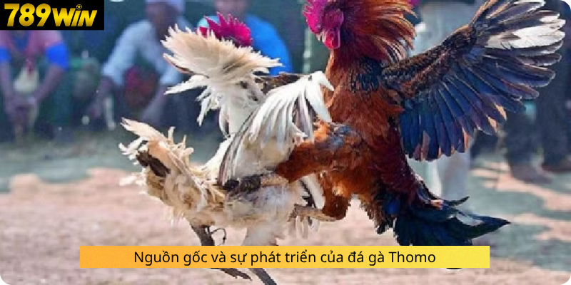 Nguồn gốc và sự phát triển của đá gà Thomo
