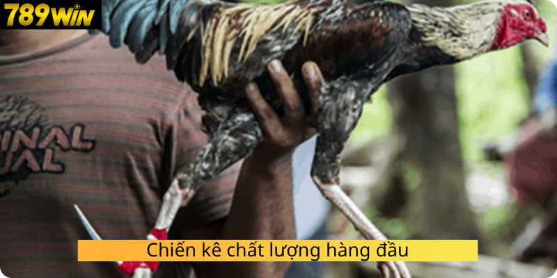 Chiến kê chất lượng hàng đầu
