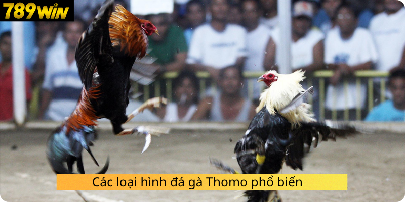 Các loại hình đá gà Thomo phổ biến