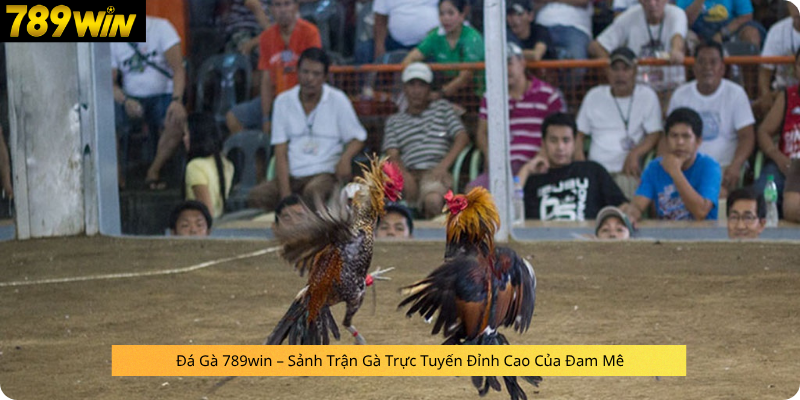 Đá Gà 789win – Sảnh Trận Gà Trực Tuyến Đỉnh Cao Của Đam Mê