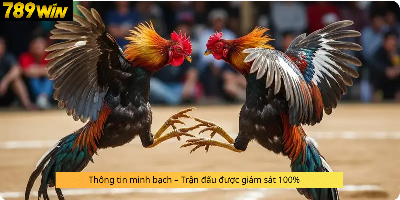 Thông tin minh bạch – Trận đấu được giám sát 100%