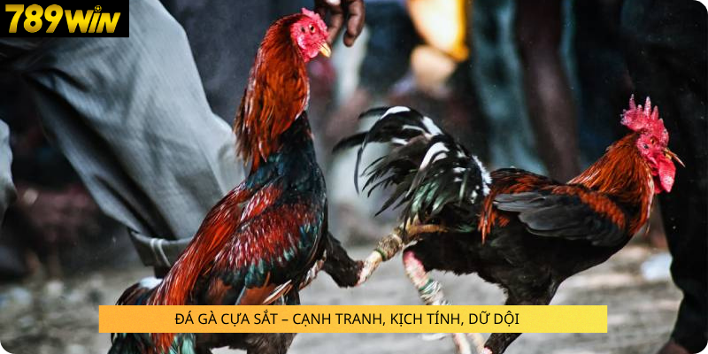 ĐÁ GÀ CỰA SẮT – CẠNH TRANH, KỊCH TÍNH, DỮ DỘI