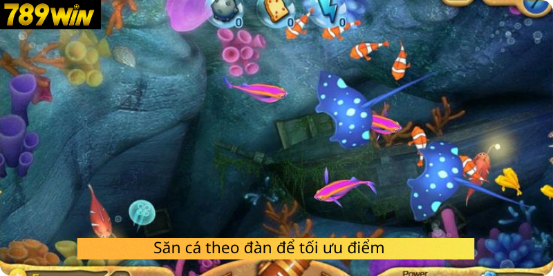 Săn cá theo đàn để tối ưu điểm