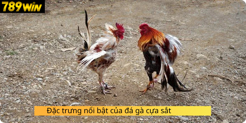 Đặc trưng nổi bật của đá gà cựa sắt