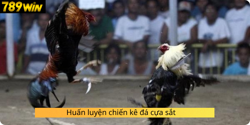 Huấn luyện chiến kê đá cựa sắt