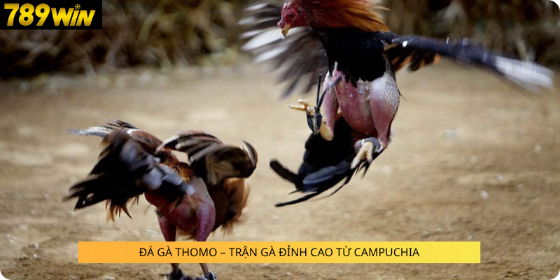 ĐÁ GÀ THOMO – TRẬN GÀ ĐỈNH CAO TỪ CAMPUCHIA