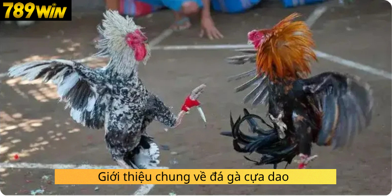 Giới thiệu chung về đá gà cựa dao