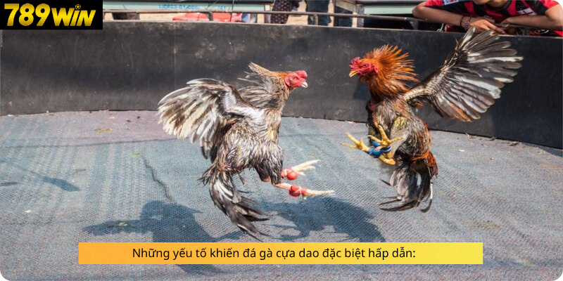 Những yếu tố khiến đá gà cựa dao đặc biệt hấp dẫn: