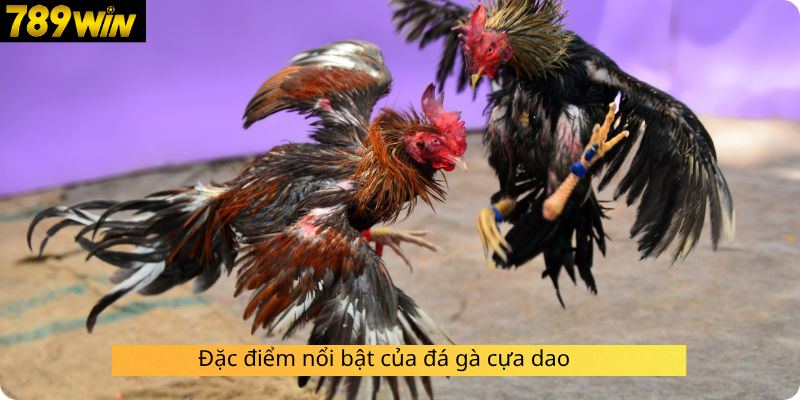 Đặc điểm nổi bật của đá gà cựa dao