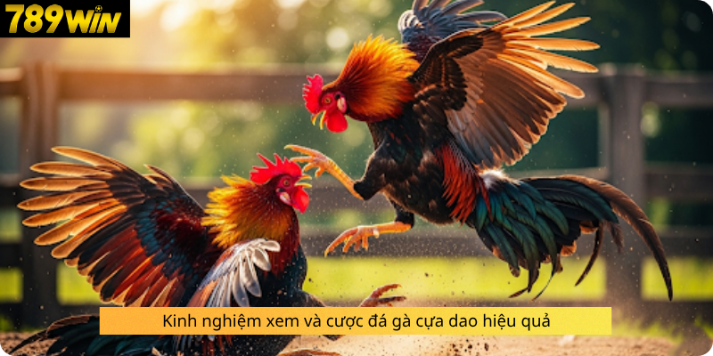 Kinh nghiệm xem và cược đá gà cựa dao hiệu quả